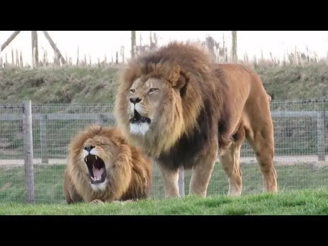 Cape Lion