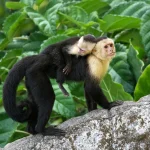 Capuchin Monkey Capuchin Monkey