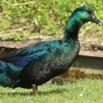 Cayuga Duck