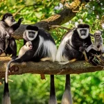 Colobus Monkey