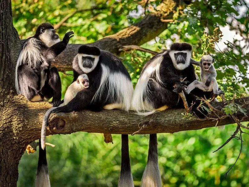 Colobus Monkey
