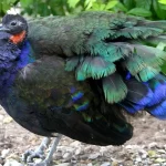 Congo Peafowl Congo Peafowl