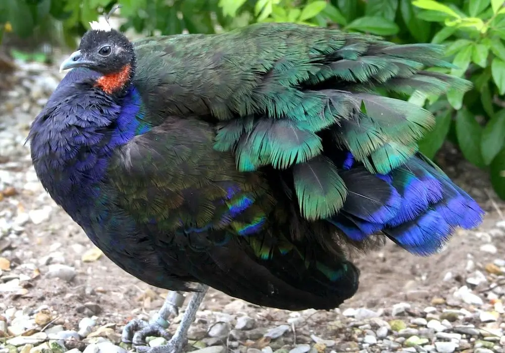 Congo Peafowl