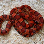 Corn Snake Corn Snake