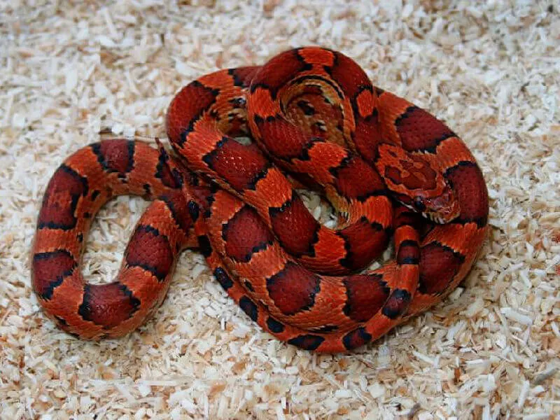 Corn Snake
