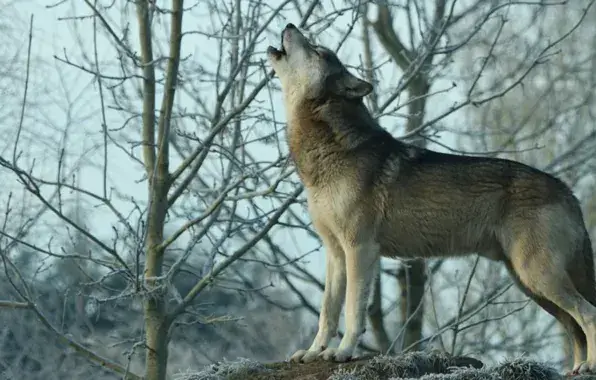 Eastern Wolf