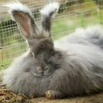 English Angora Rabbit