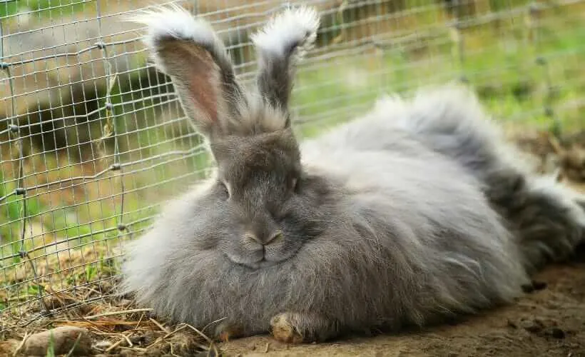 English Angora Rabbit