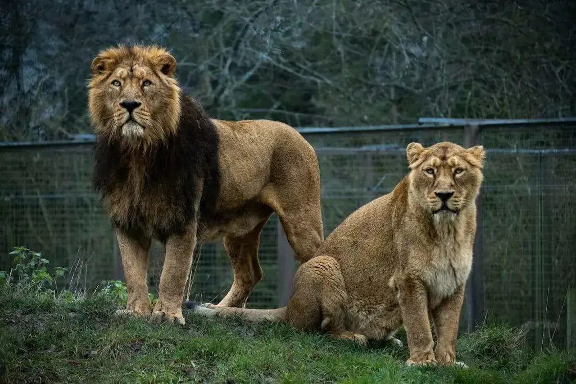 Ethiopian Lion