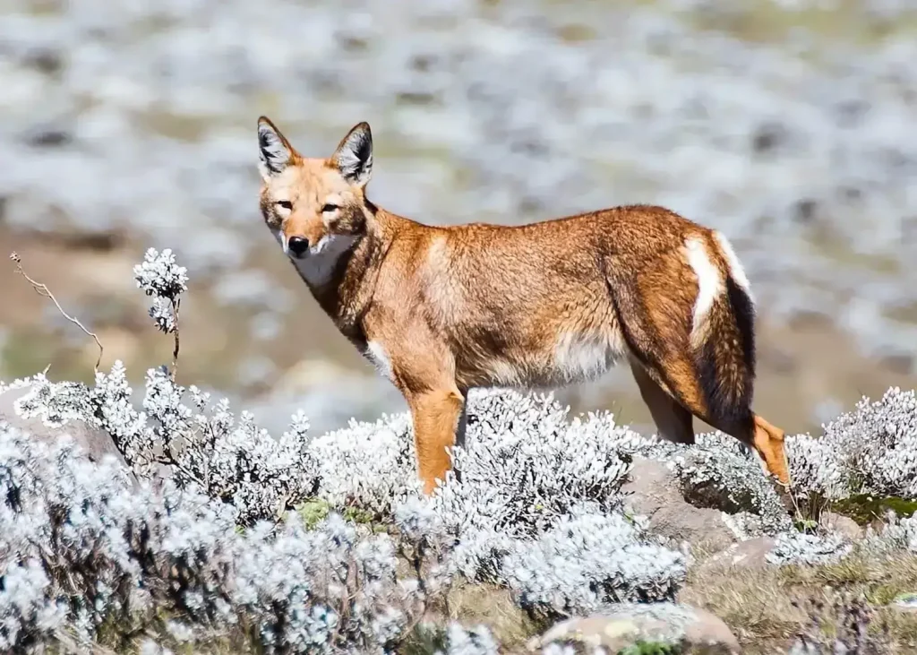 Ethiopian Wolf
