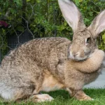 Flemish Giant Rabbit Flemish Giant Rabbit