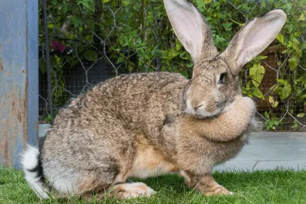 Flemish Giant Rabbit