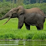 Forest Elephant Forest Elephant