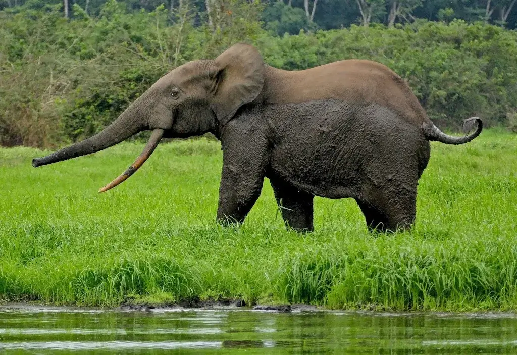 Forest Elephant