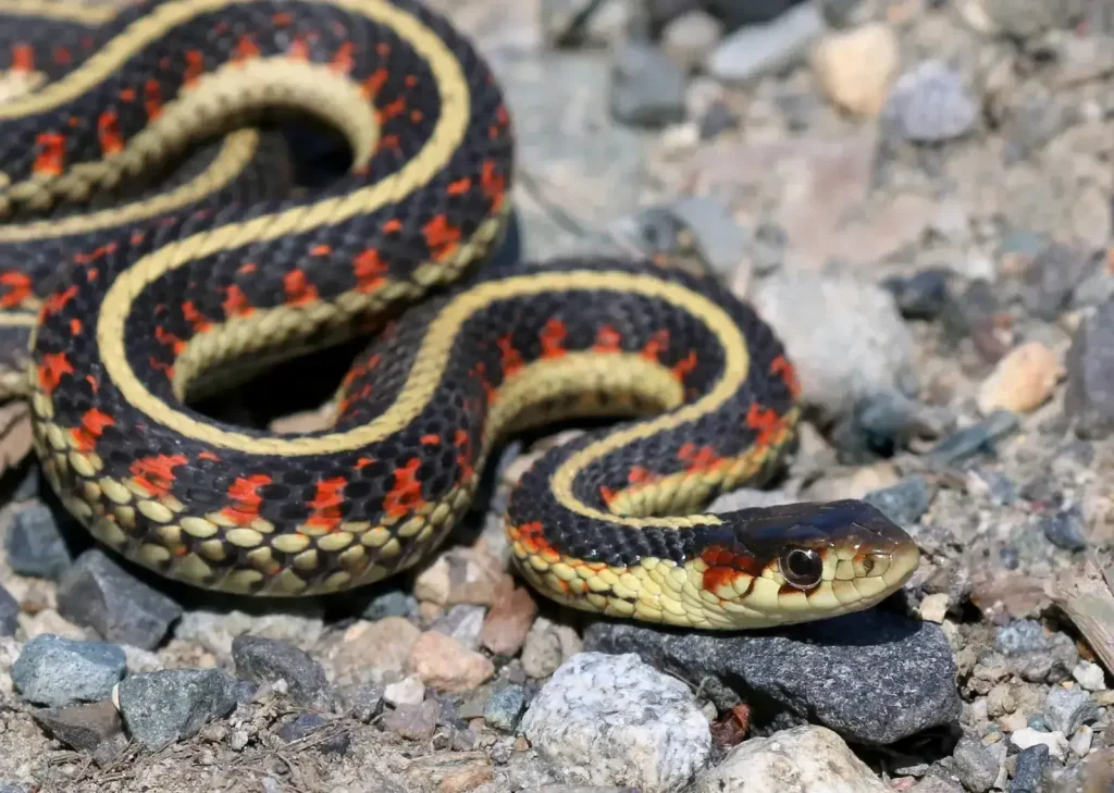 Garter Snake