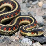 Garter Snake Garter Snake