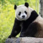 Giant Panda