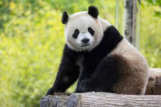 Giant Panda