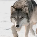 Gray Wolf Gray Wolf