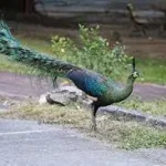 Green Peafowl Green Peafowl
