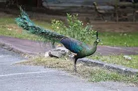 Green Peafowl