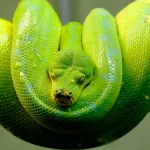 Green Tree Python Green Tree Python