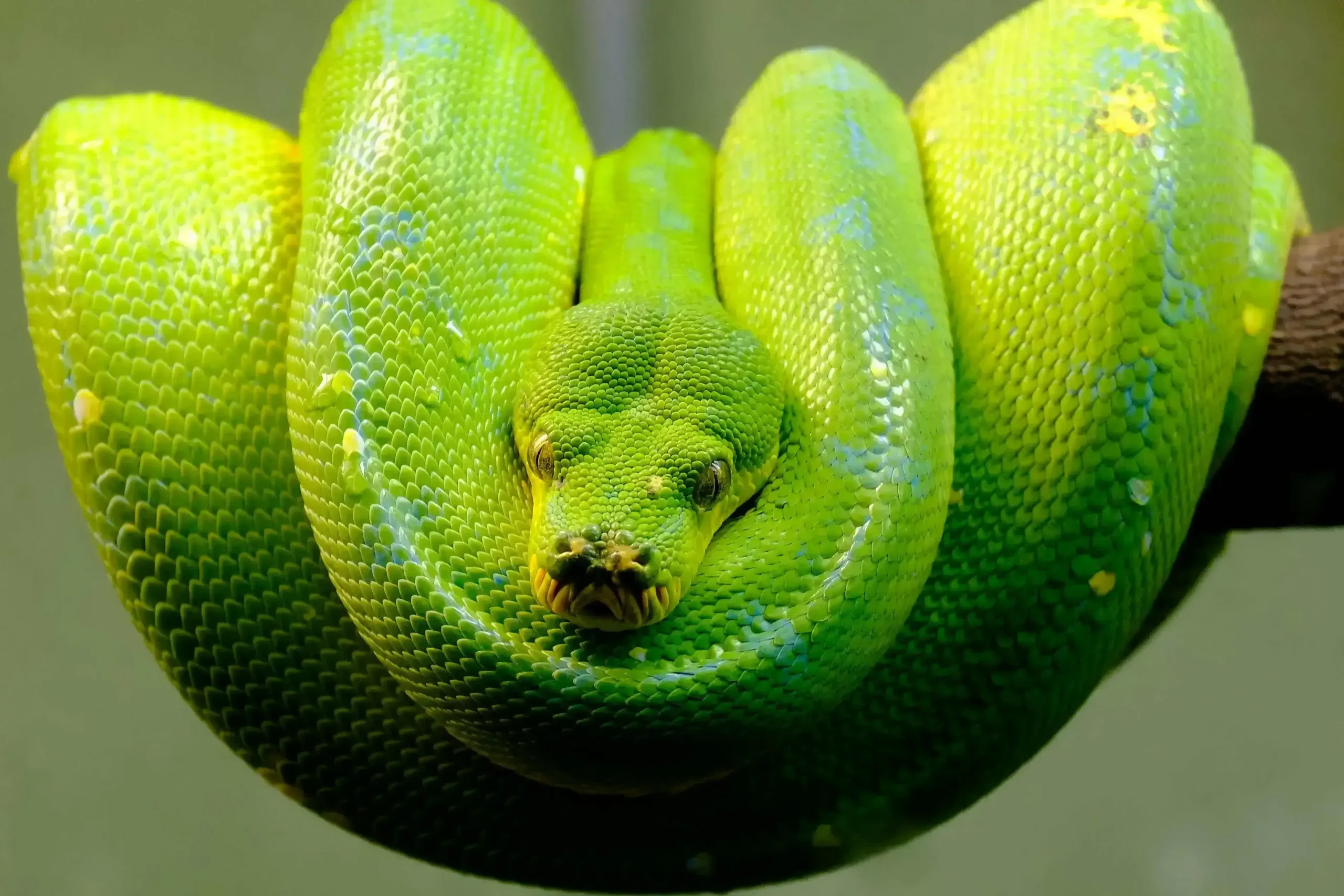 Green Tree Python