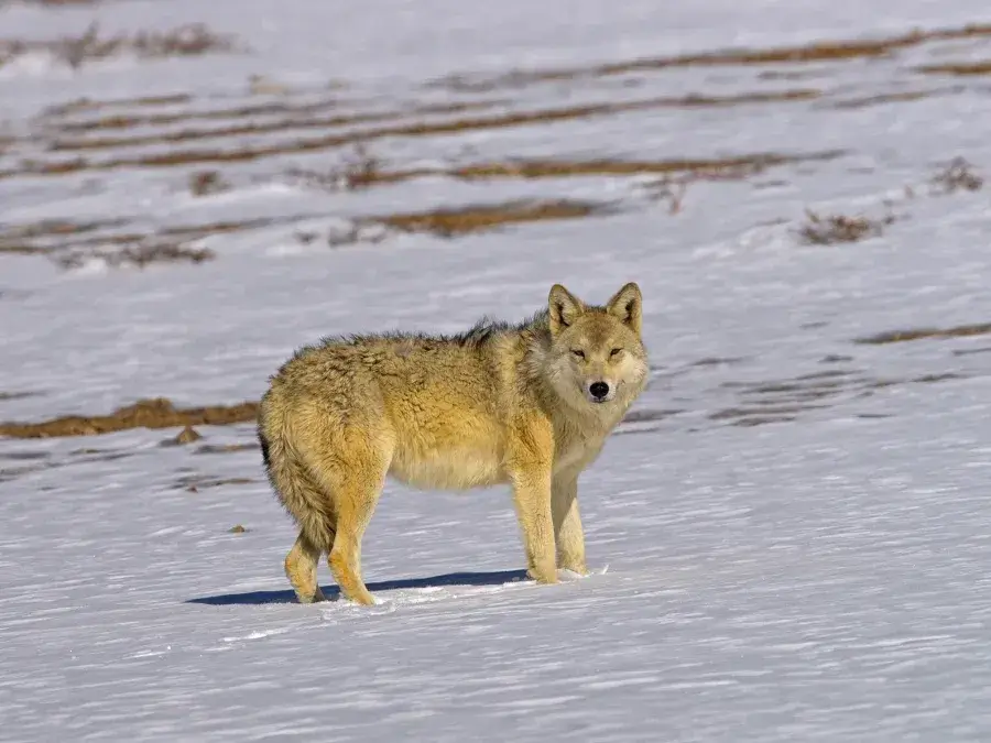 Himalayan Wolf