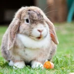 Holland Lop Rabbit