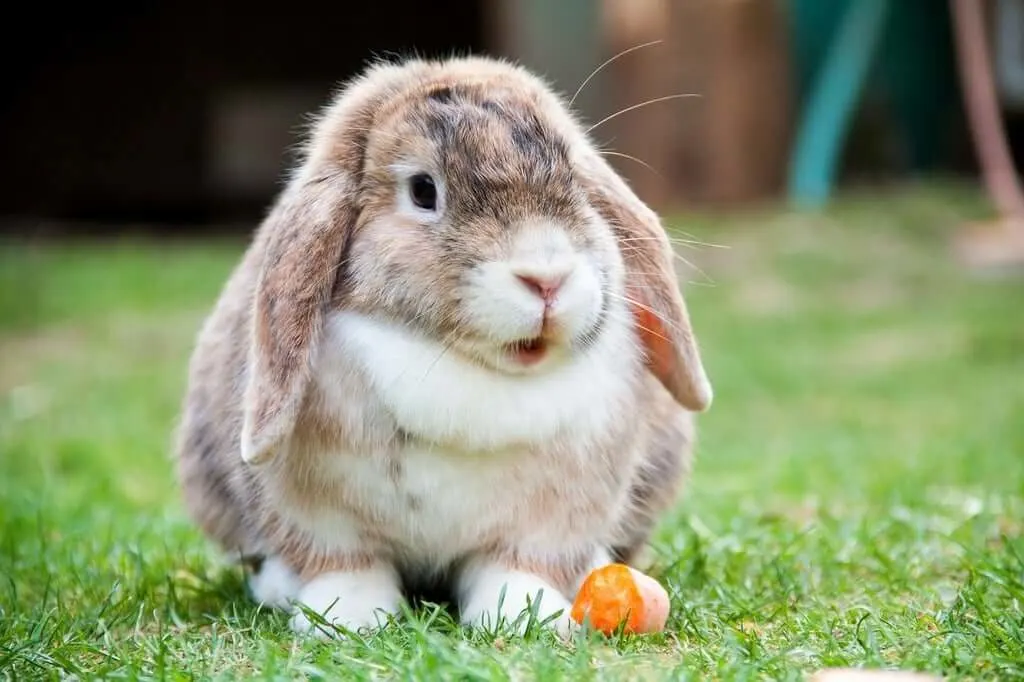 Holland Lop Rabbit
