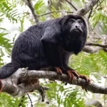 Howler Monkey Howler Monkey