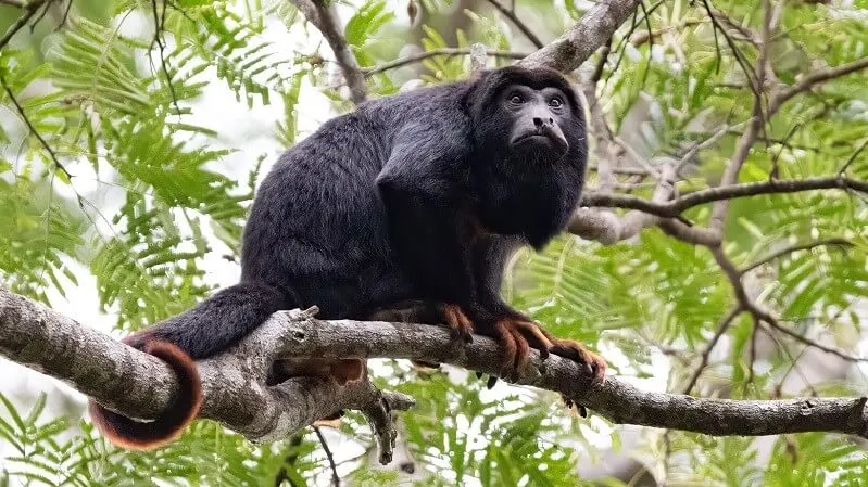 Howler Monkey