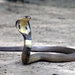 Indian Cobra