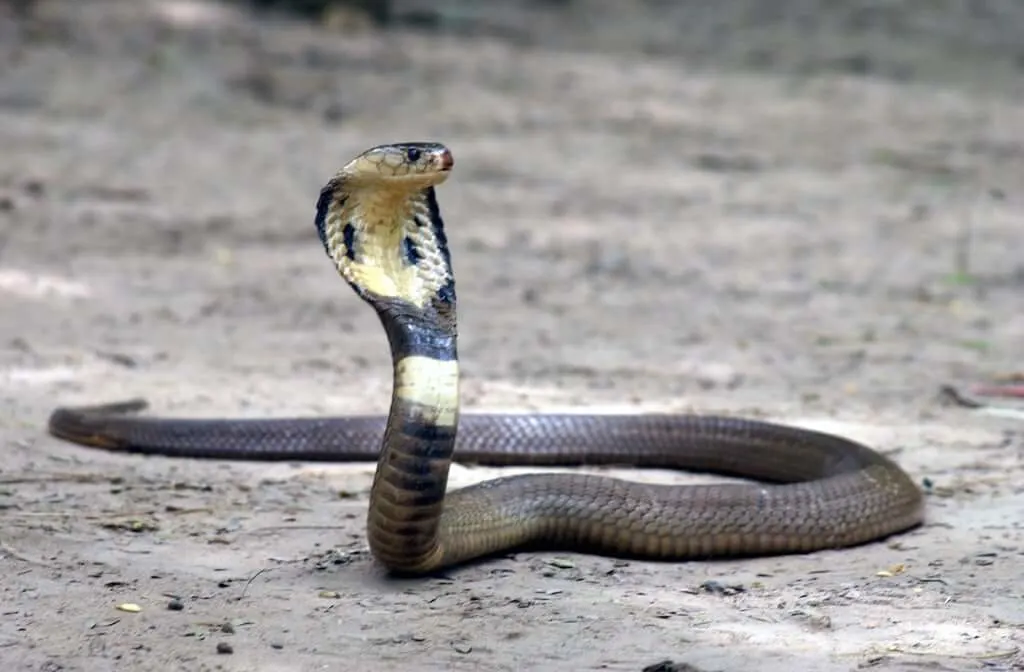 Indian Cobra
