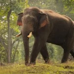 Indian Elephant Indian Elephant