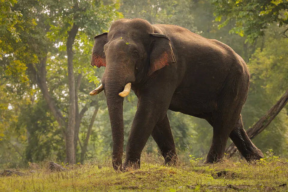 Indian Elephant