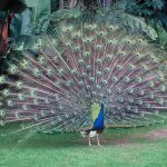 Indian Peafowl Indian Peafowl