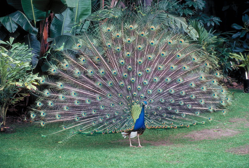 Indian Peafowl