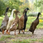Indian Runner Duck