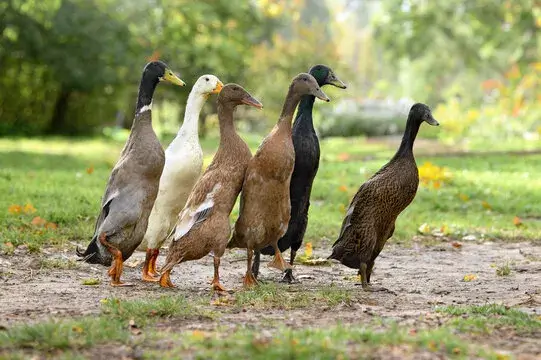 Indian Runner Duck
