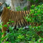 Indochinese Tiger