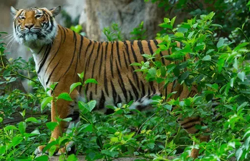 Indochinese Tiger