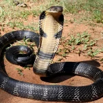 King Cobra King Cobra