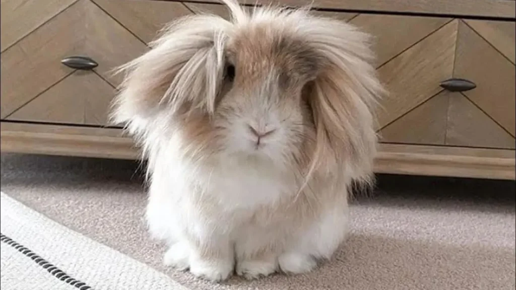 Lionhead Rabbit