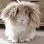 Lionhead Rabbit