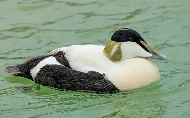 Magpie Duck