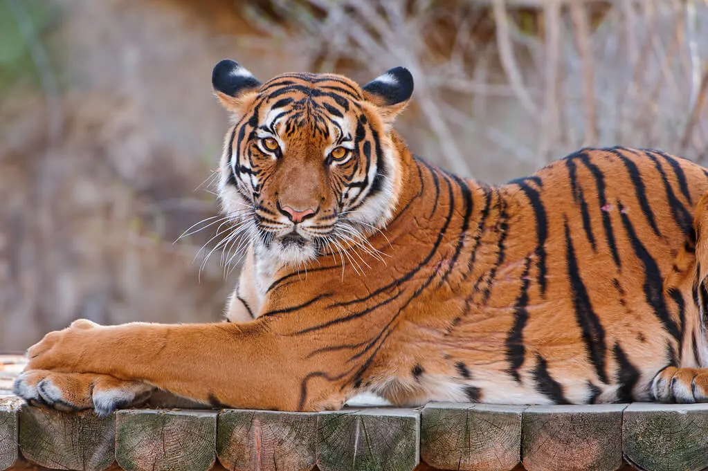 Malayan Tiger