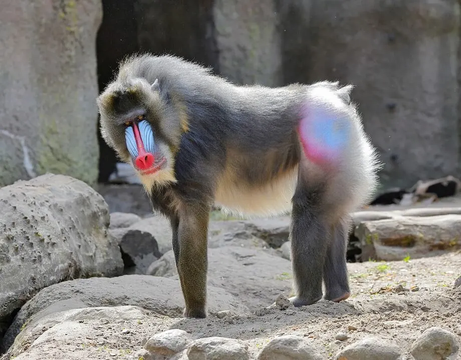 Mandrill Monkey