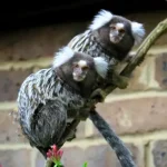 Marmoset Monkey Marmoset Monkey