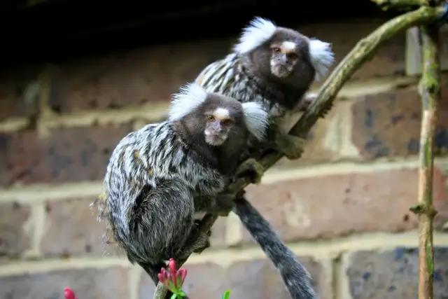 Marmoset Monkey